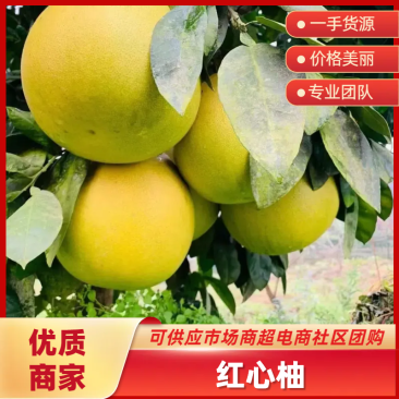湖北蜜柚红心柚白心柚电商市场团购产地直发免费看货