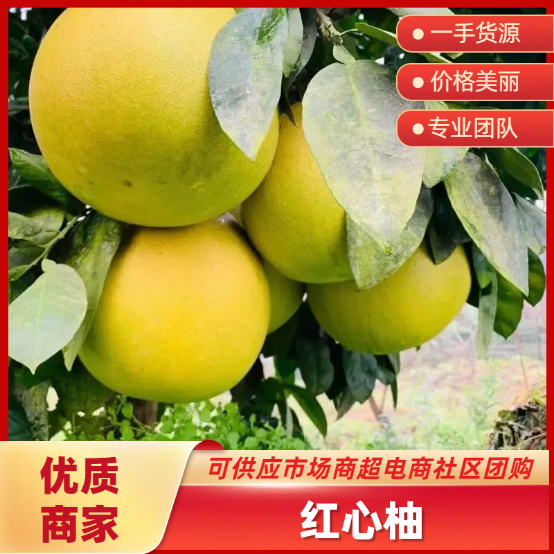湖北蜜柚红心柚白心柚电商市场团购产地直发免费看货