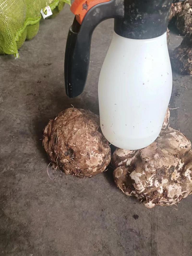 四川精品魔芋产地一手货源大量稳定供应市场批发