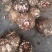 四川精品魔芋产地一手货源大量稳定供应市场批发