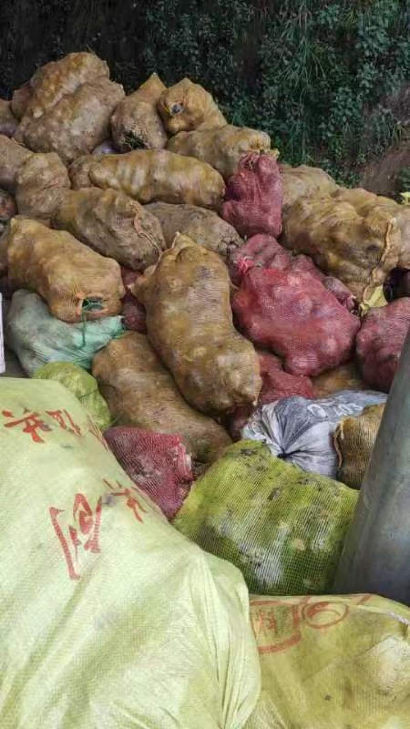 四川精品魔芋产地一手货源大量稳定供应市场批发