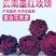 玫瑰花茶，低温无硫烘焙，墨红玫瑰，墨红玫瑰花茶