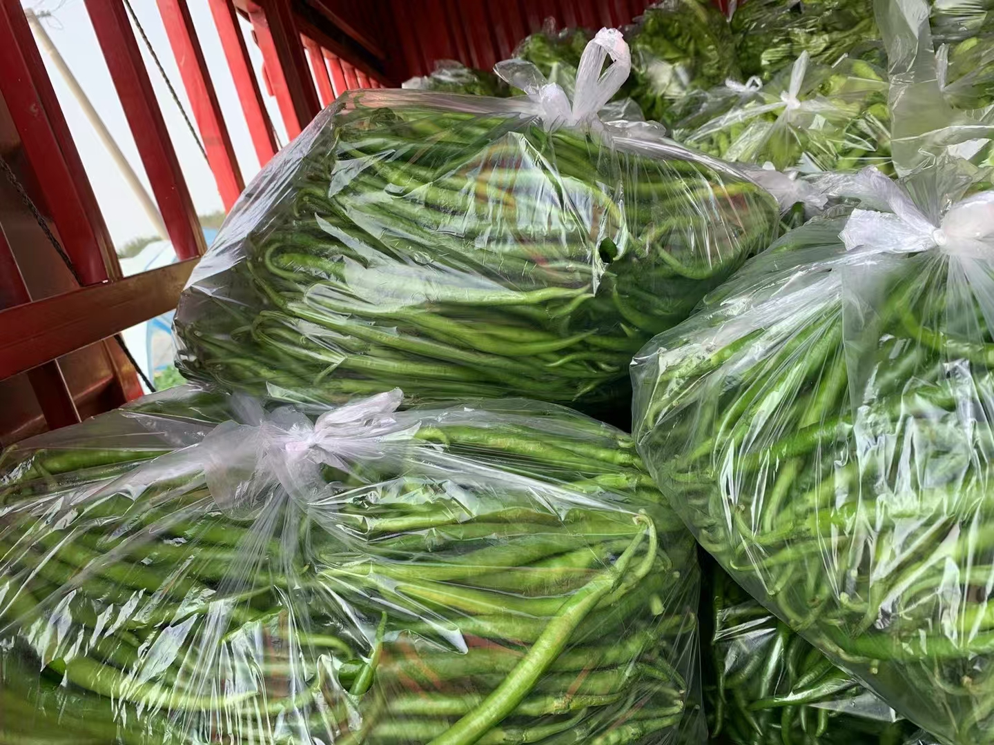 新鲜采摘的长线椒与螺丝椒