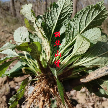 癞蛤蟆草癞头棵野生新鲜干货荔枝草都有一手货源批发零售长期