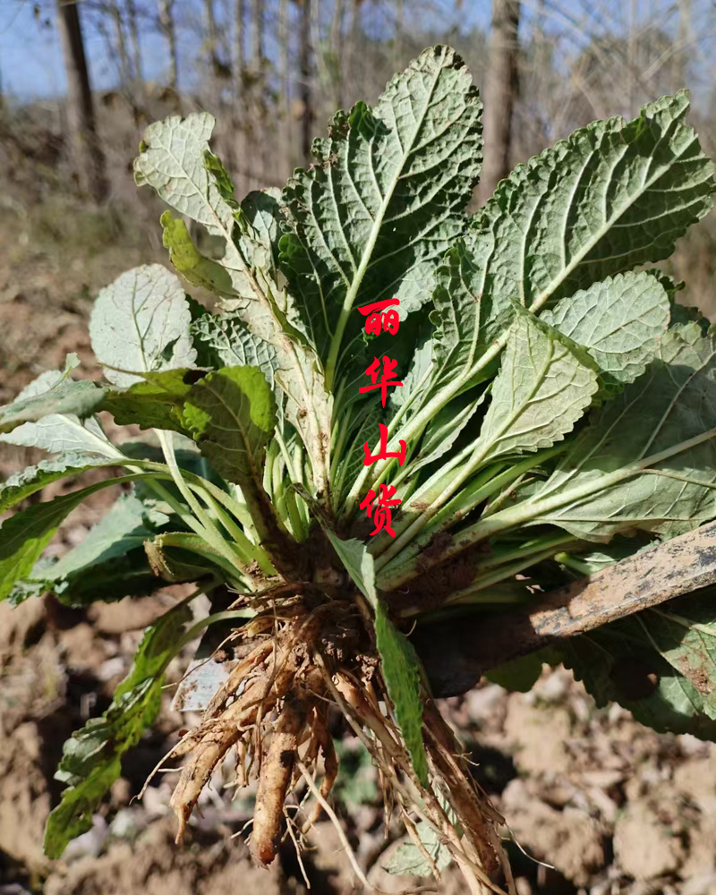 癞蛤蟆草癞头棵野生新鲜干货荔枝草都有一手货源批发零售长期
