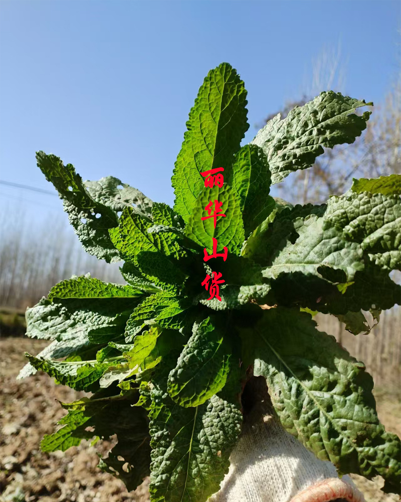 癞蛤蟆草癞头棵野生新鲜干货荔枝草都有一手货源批发零售长期
