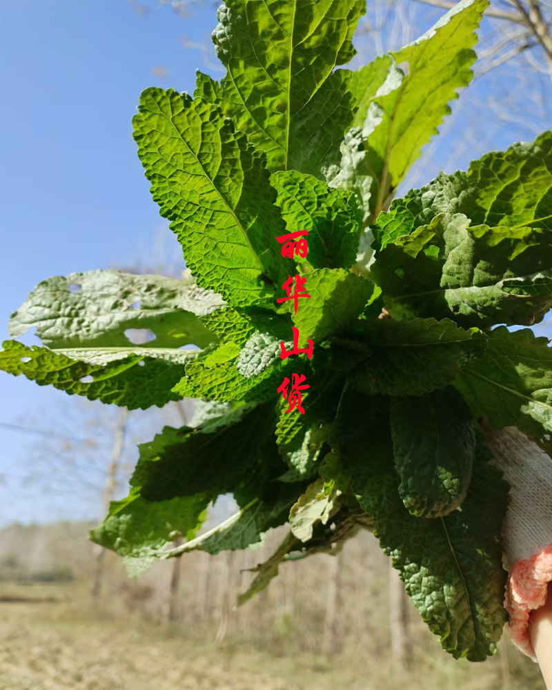 癞蛤蟆草癞头棵野生新鲜干货荔枝草都有一手货源批发零售长期