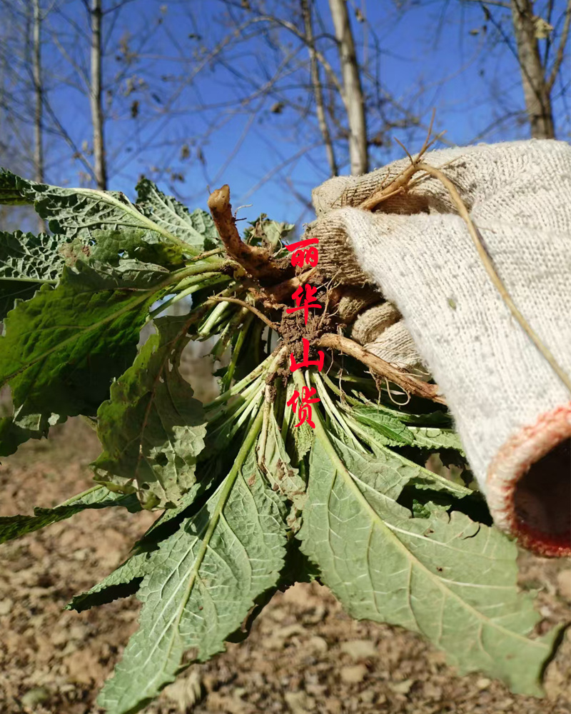 癞蛤蟆草癞头棵野生新鲜干货荔枝草都有一手货源批发零售长期