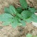 癞蛤蟆草癞头棵野生新鲜干货荔枝草都有一手货源批发零售长期