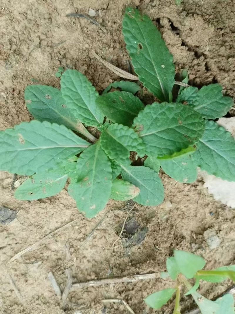 癞蛤蟆草癞头棵野生新鲜干货荔枝草都有一手货源批发零售长期