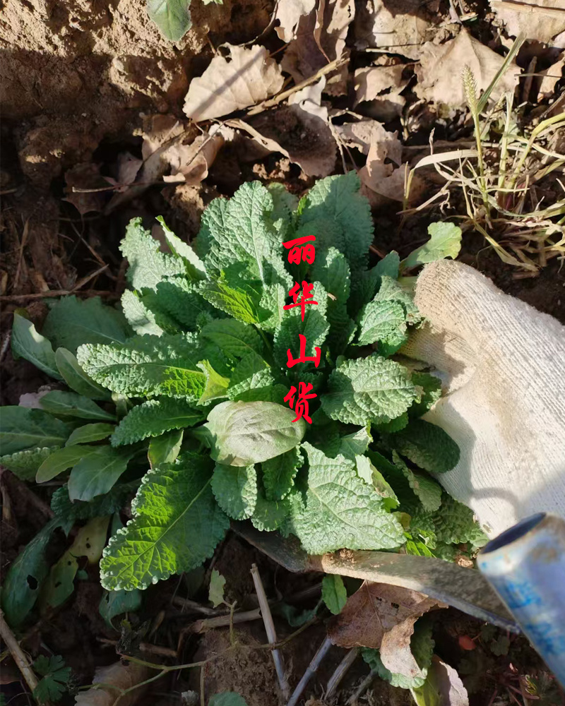 癞蛤蟆草癞头棵野生新鲜干货荔枝草都有一手货源批发零售长期