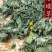 癞蛤蟆草癞头棵野生新鲜干货荔枝草都有一手货源批发零售长期