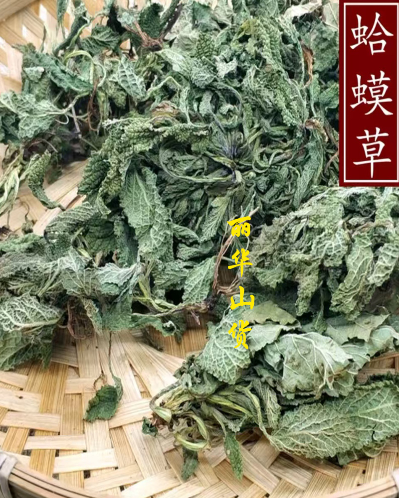 癞蛤蟆草癞头棵野生新鲜干货荔枝草都有一手货源批发零售长期