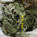 癞蛤蟆草癞头棵野生新鲜干货荔枝草都有一手货源批发零售长期