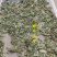 癞蛤蟆草癞头棵野生新鲜干货荔枝草都有一手货源批发零售长期