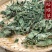 癞蛤蟆草癞头棵野生新鲜干货荔枝草都有一手货源批发零售长期