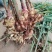 云南小黄姜新姜供应电商市场商超支持全平台一件代发