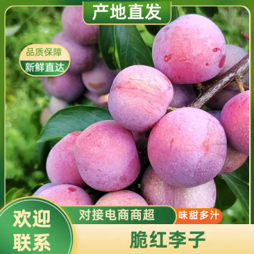精品脆红李四川李子货源充足可视频看货诚信经营欢迎咨询