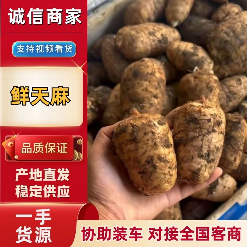 昭通天麻鲜天麻自产自销产地直供规格齐全品质保障