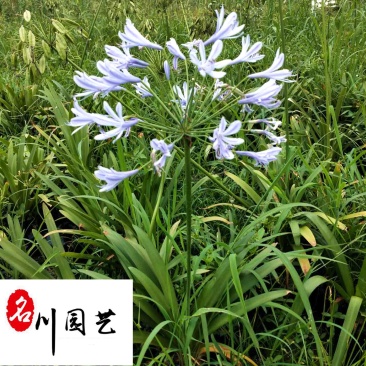 出售百子莲地苗杯苗多年生耐寒耐旱百子莲量大价优