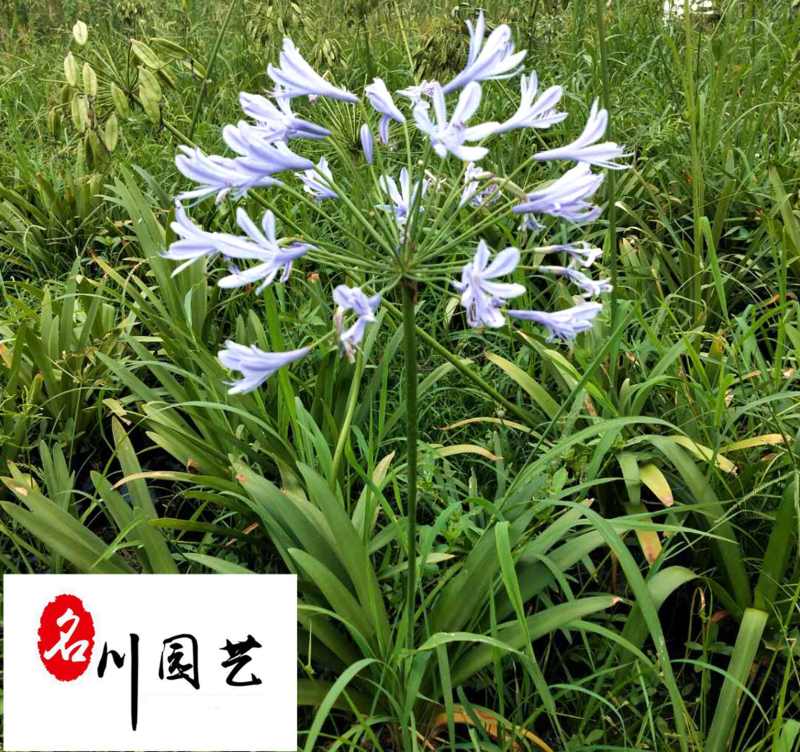 出售百子莲地苗杯苗多年生耐寒耐旱百子莲量大价优