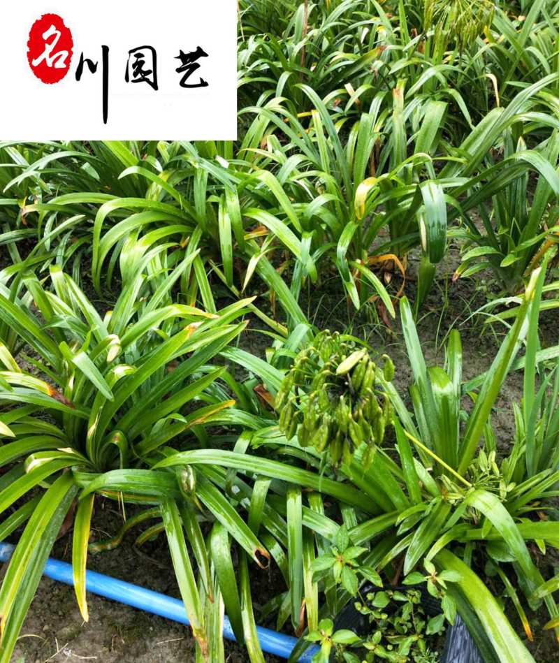 出售百子莲地苗杯苗多年生耐寒耐旱百子莲量大价优