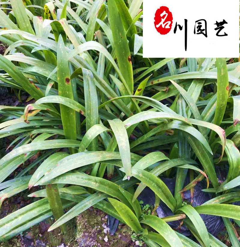出售百子莲地苗杯苗多年生耐寒耐旱百子莲量大价优