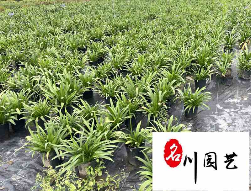 出售百子莲地苗杯苗多年生耐寒耐旱百子莲量大价优
