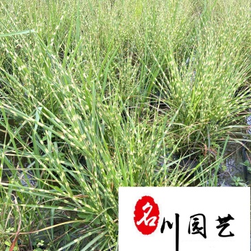 斑叶芒花叶芒斑叶芒杯苗批发价格成都基地直供量大从优