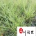 斑叶芒花叶芒斑叶芒杯苗批发价格成都基地直供量大从优