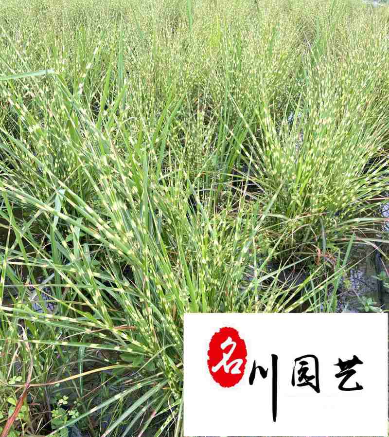 斑叶芒花叶芒斑叶芒杯苗批发价格成都基地直供量大从优