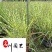 斑叶芒花叶芒斑叶芒杯苗批发价格成都基地直供量大从优