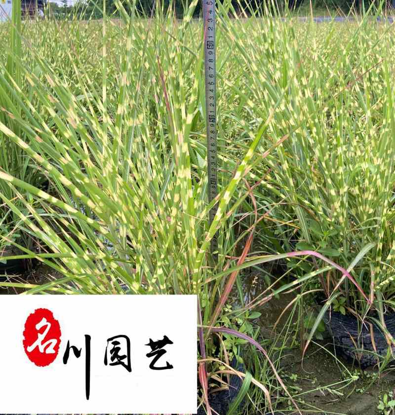 斑叶芒花叶芒斑叶芒杯苗批发价格成都基地直供量大从优