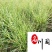 斑叶芒花叶芒斑叶芒杯苗批发价格成都基地直供量大从优