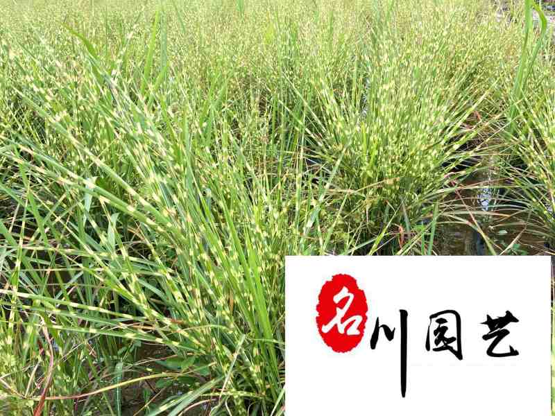 斑叶芒花叶芒斑叶芒杯苗批发价格成都基地直供量大从优
