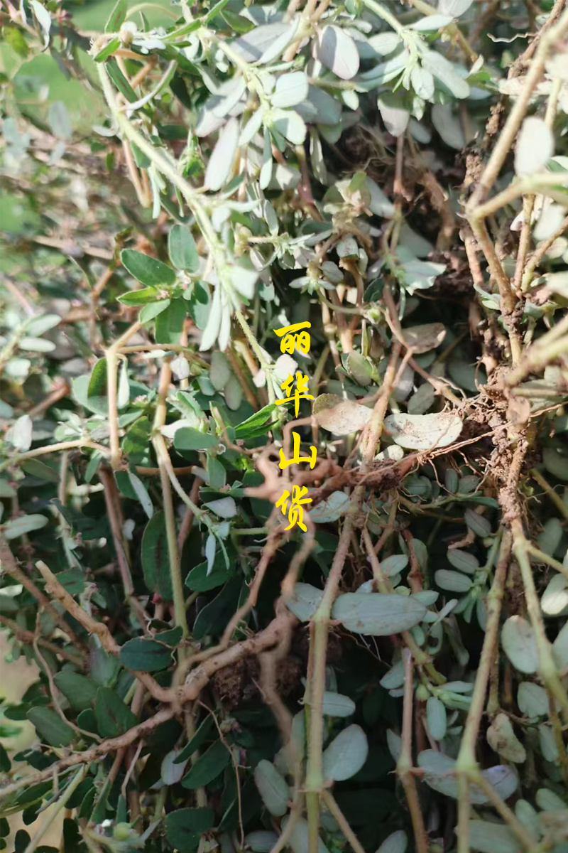地锦草野生新货血见愁奶浆草大货无霉变批发零售品质好一手货
