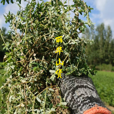 地锦草野生新货血见愁奶浆草大货无霉变批发零售品质好一手货
