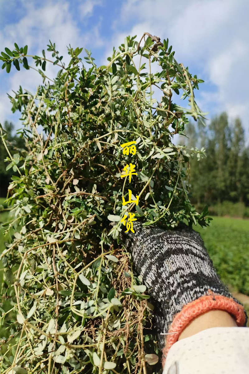 地锦草野生新货血见愁奶浆草大货无霉变批发零售品质好一手货