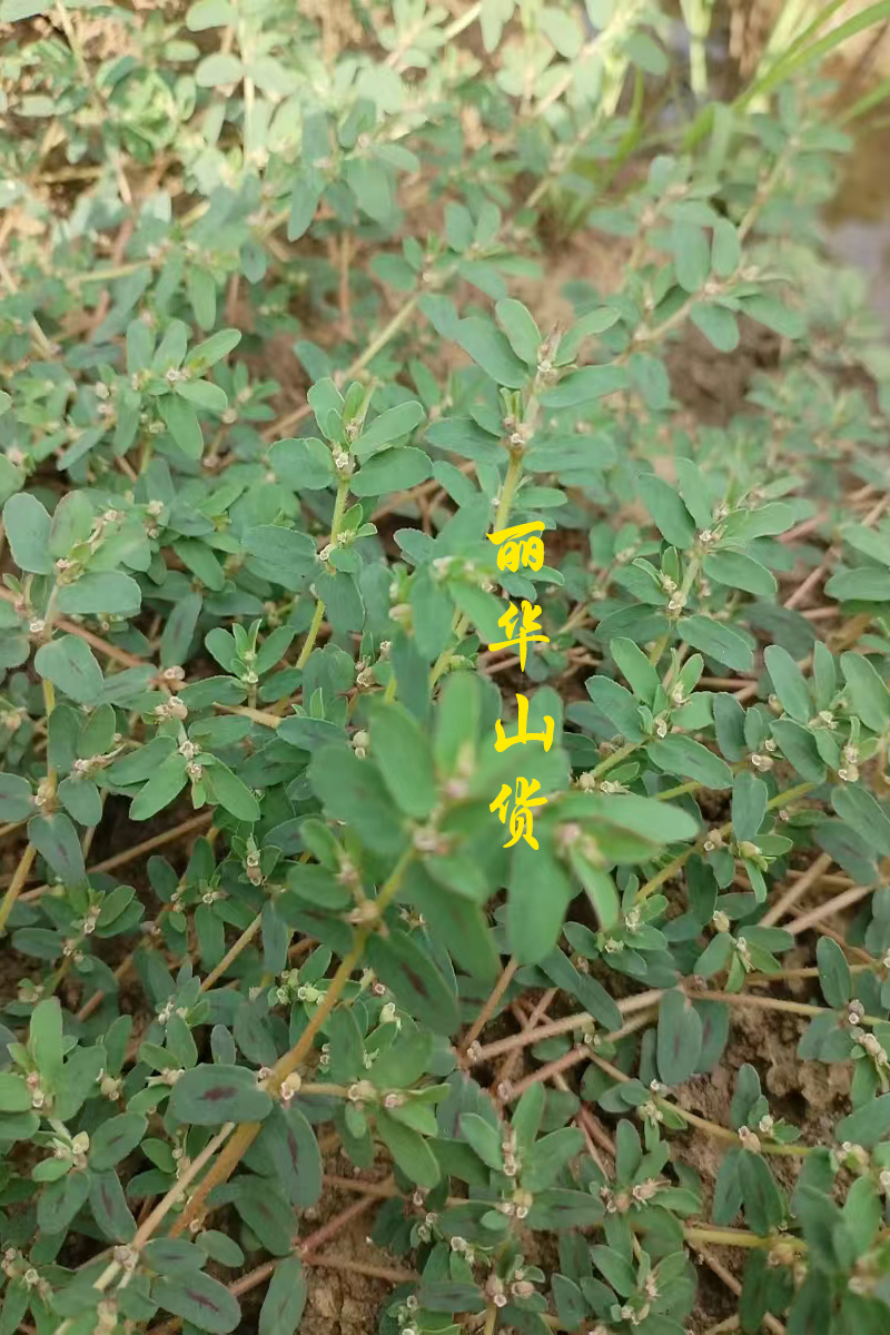 地锦草野生新货血见愁奶浆草大货无霉变批发零售品质好一手货