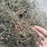 地锦草野生新货血见愁奶浆草大货无霉变批发零售品质好一手货