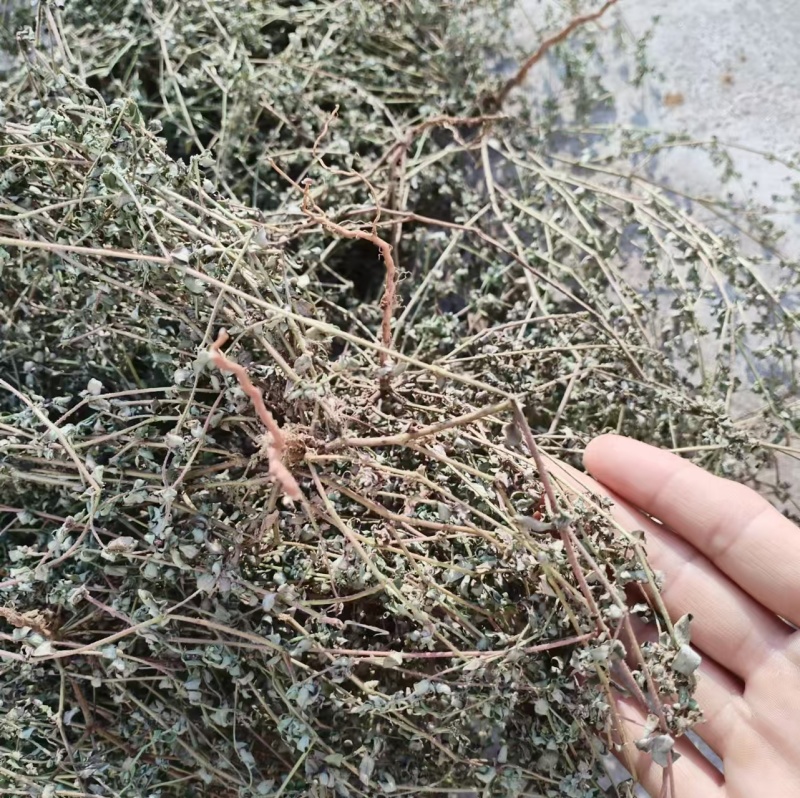 地锦草野生新货血见愁奶浆草大货无霉变批发零售品质好一手货