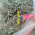地锦草野生新货血见愁奶浆草大货无霉变批发零售品质好一手货