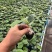 黄瓜种苗提供技术指导保证品质欢迎订购支持线上下单