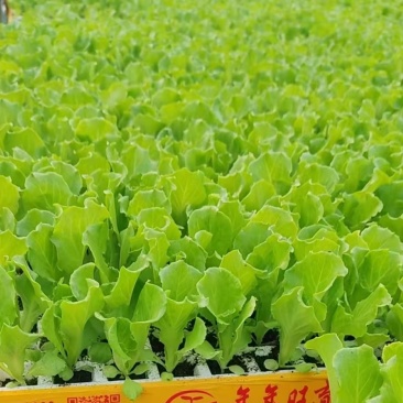 散叶生菜苗育苗基地直发生菜幼苗支持带籽培育生菜苗