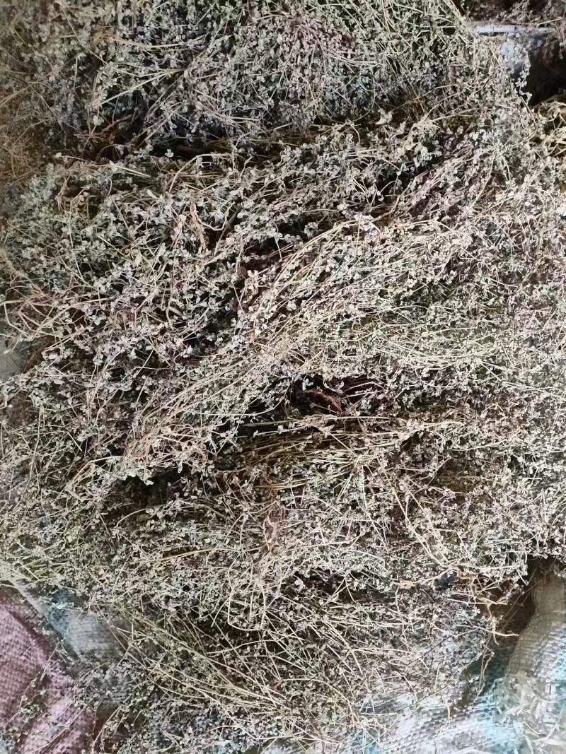 地锦草野生新货血见愁奶浆草大货无霉变批发零售品质好一手货