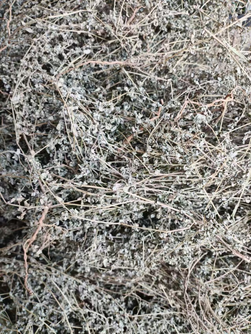 地锦草野生新货血见愁奶浆草大货无霉变批发零售品质好一手货