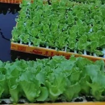 意大利生菜脆爽生菜苗基地供应耐抽苔生菜苗