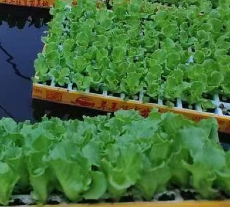 意大利生菜脆爽生菜苗基地供应耐抽苔生菜苗