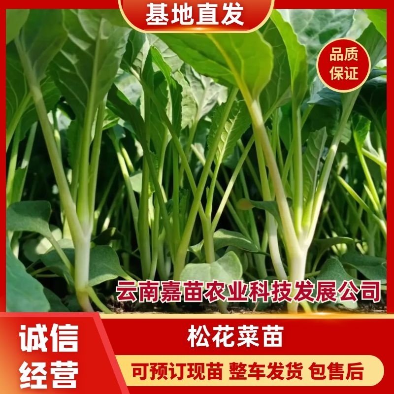 包邮菜花苗可预订现苗批发整车发货包售后基地直发