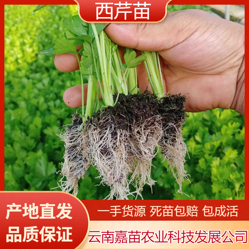 精品西芹苗基地直供无病害发货方便破损包赔包成活